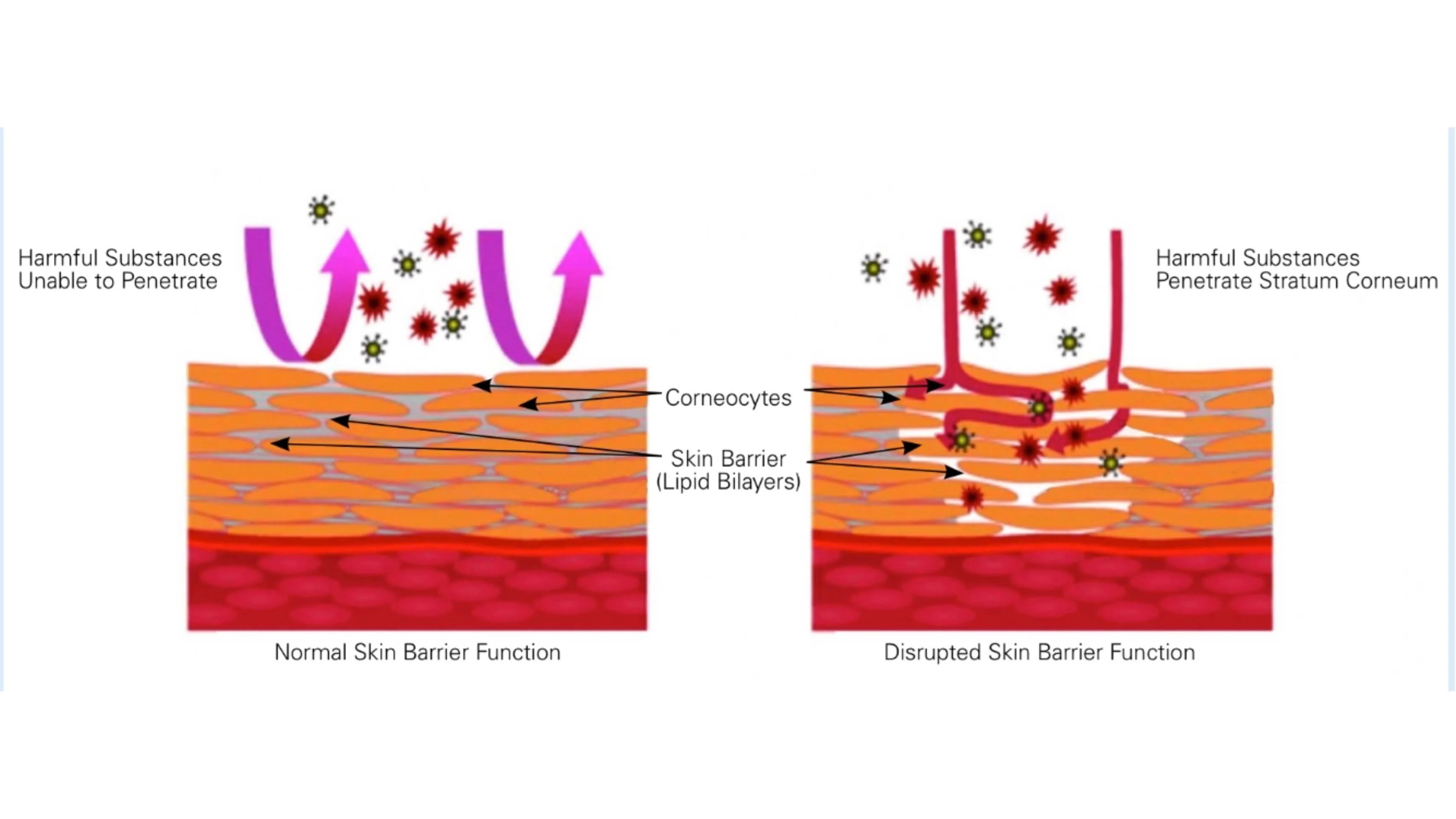 Diagram of skin barrier function by ZO Skin Health